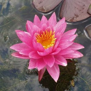 Nénuphar Nymphaea 'Bangkok Marble'