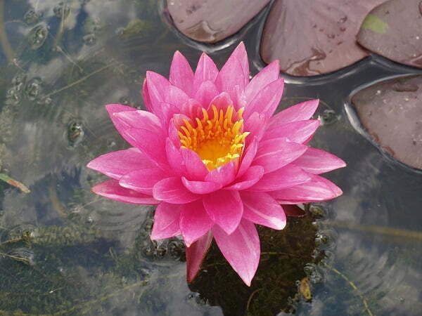 ninfea-bangkok-marble-4