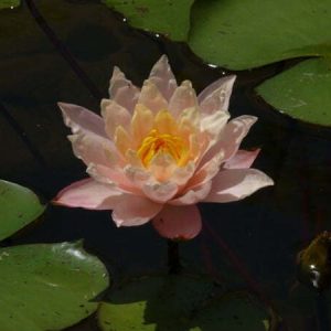 Nénuphar Nymphaea 'Barbara Dobbins'