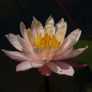 ninfea-barbara-dobbins-3