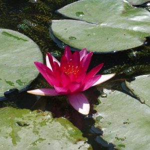 Nénuphar Nymphaea 'Bateau'