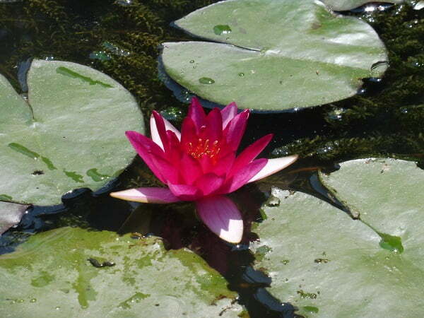 ninfea-bateau-2