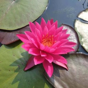 Nénuphar Nymphaea 'Bernice Ikins'