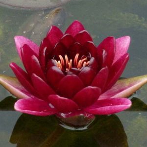 Nénuphar Nymphaea 'Black Princess'