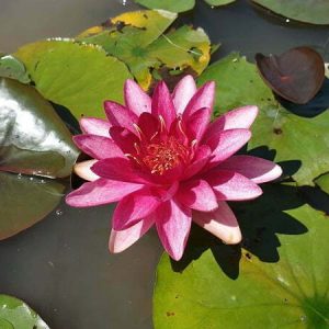Nénuphar Nymphaea 'Burgundy Princess'