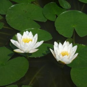 Nénuphar Nymphaea 'Candida'