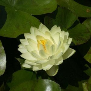 Nénuphar Nymphaea 'Carolina Sunset'