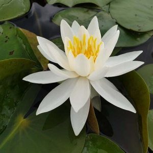 Nénuphar Nymphaea 'Caroliniana Nivea'