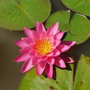 Nénuphar Nymphaea 'Celebration'