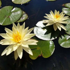 Nénuphar Nymphaea 'Charlene Strawn'