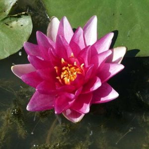 Nénuphar Nymphaea 'Charles de Meurville'