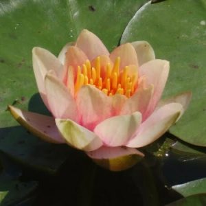Nénuphar Nymphaea 'Chrysantha'