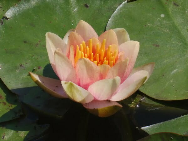 ninfea-chrysantha-2