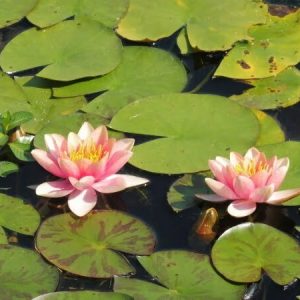 ninfea-chrysantha