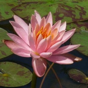 Nénuphar Nymphaea 'Colorado'