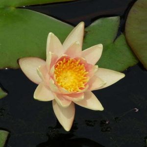 Nénuphar Nymphaea 'Comanche'