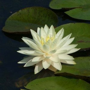 Nénuphar Nymphaea 'Concordia'