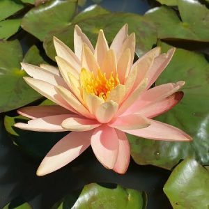 Nénuphar Nymphaea 'Cynthia Ann'