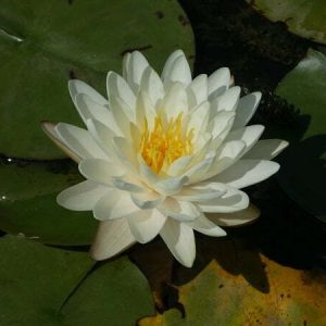 Nénuphar Nymphaea 'Denver'