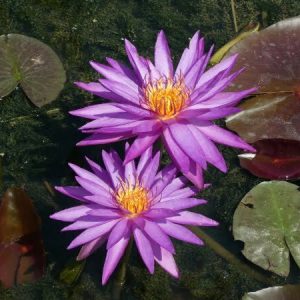 nymphaea thailand purple