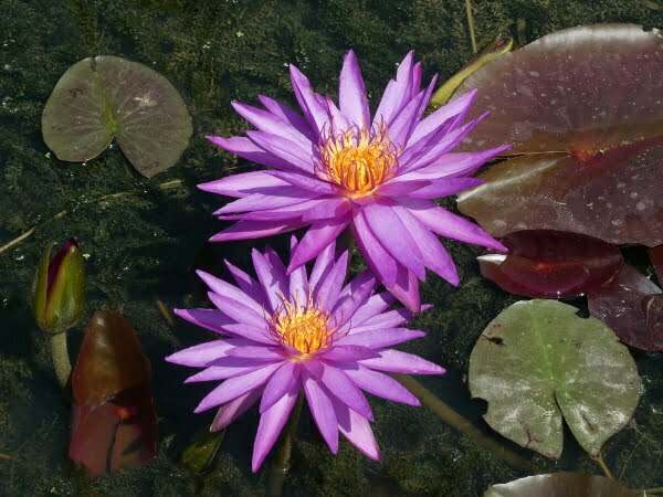 nymphaea thailand purple