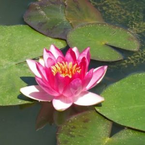 Nénuphar Nymphaea 'Ellisiana'