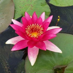 Nénuphar Nymphaea 'Escarboucle'