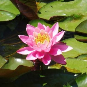 Nénuphar Nymphaea 'Firecrest'