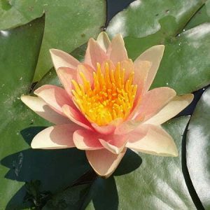 Nénuphar Nymphaea 'Forestier'