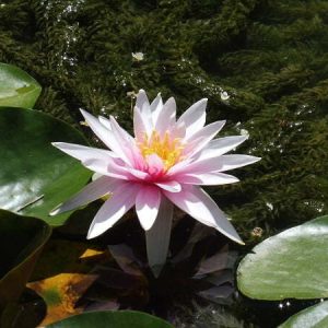 Nénuphar Nymphaea 'Fritz Junge'