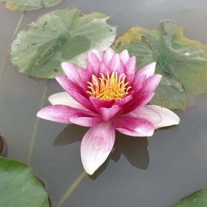 ninfea-gloriosa-3