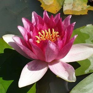 Nénuphar Nymphaea 'Gloriosa'