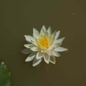 Nénuphar Nymphaea 'Gold Medal'