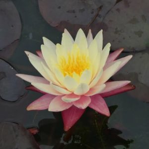 Nénuphar Nymphaea 'Gregg's Orange Beauty'