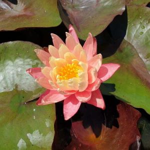 ninfea-gregg-s-orange-beauty-5