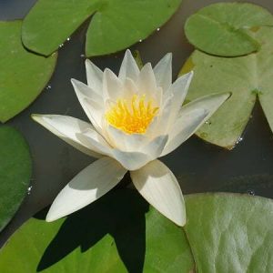 Nénuphar Nymphaea 'Hermine'