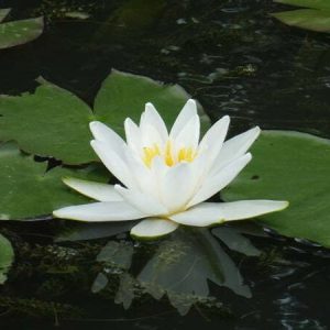 Nénuphar Nymphaea 'Hever White'