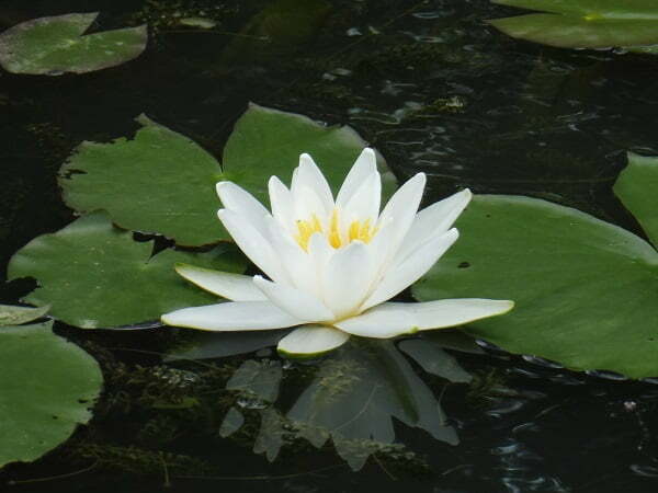 ninfea-hever-white-3