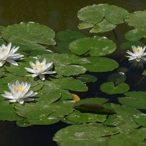 ninfea-hever-white