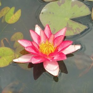 Nénuphar Nymphaea 'Indiana'