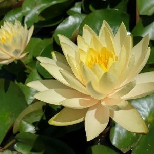 ninfea-inner-light-4