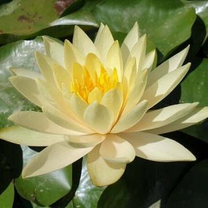 Nénuphar Nymphaea 'Inner Light'