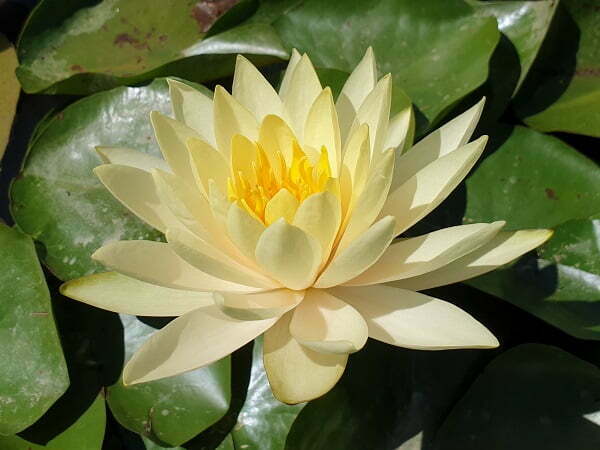 ninfea-inner-light-5