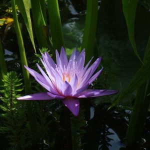 ninfea-islamorada-2