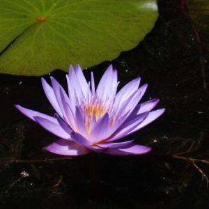 Nénuphar Nymphaea 'Islamorada'