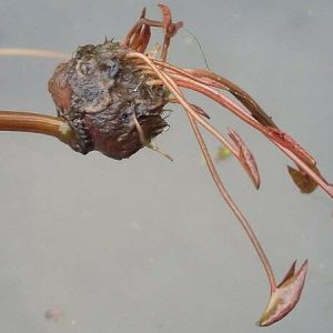 ninfea-islamorada-bulbo