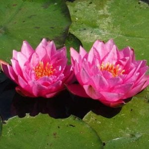 Nénuphar Nymphaea 'James Brydon'