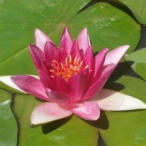Nénuphar Nymphaea 'Jean de la Marsaille'
