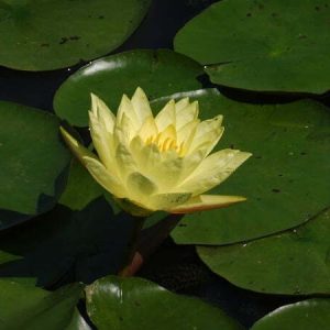 Nénuphar Nymphaea 'Joey Tomocik'
