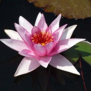 Nénuphar Nymphaea 'Larroque'